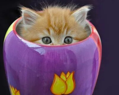 Ой куку