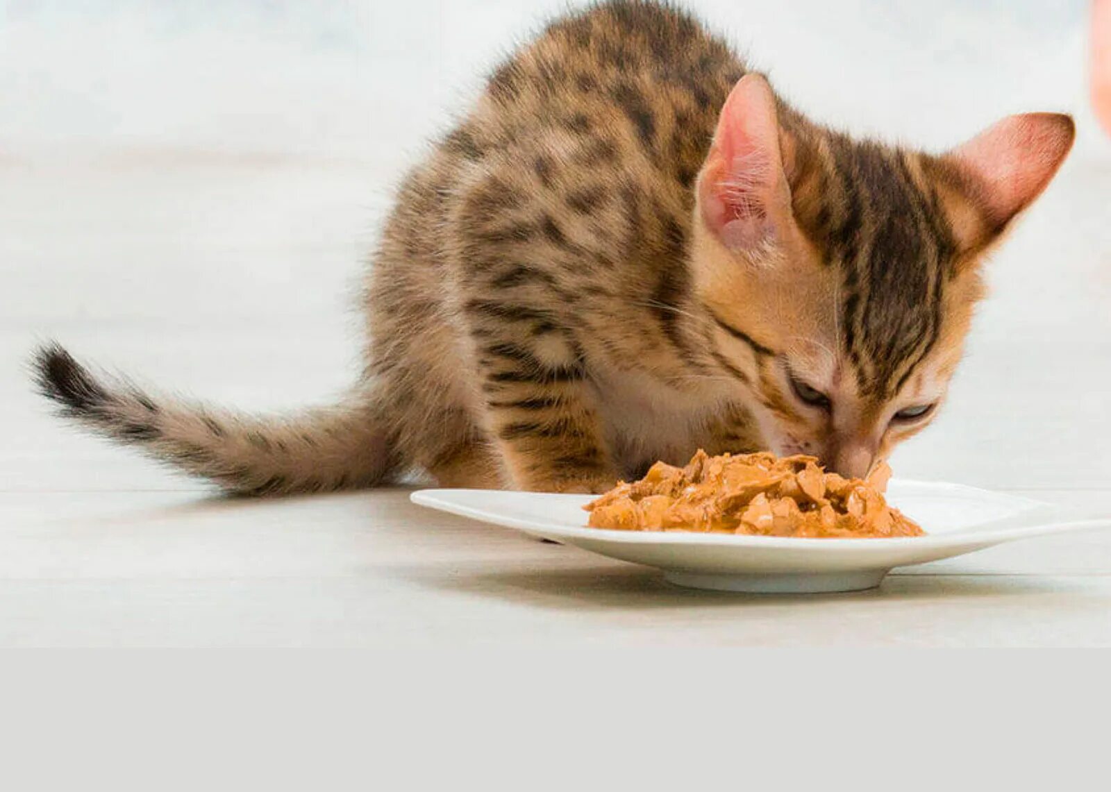 Сырая печень коту. Корм для котят фото. Cat eating food. Животное кормят печеньем. Давать котенка который лежит на макароны.