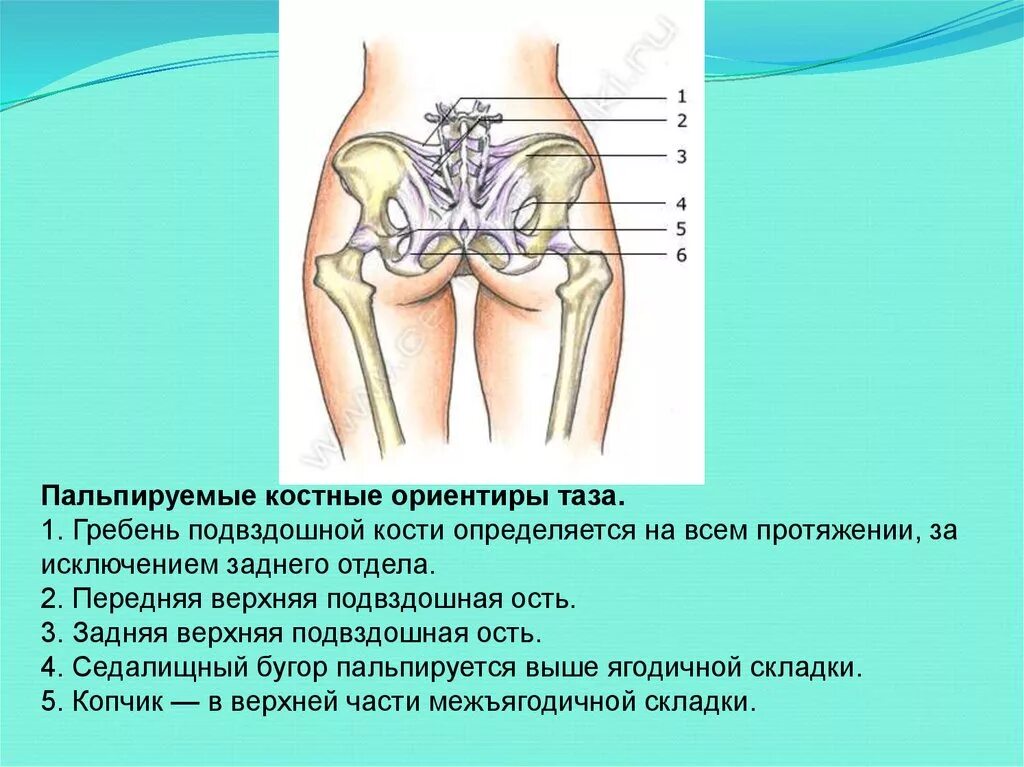 Верхняя передняя подвздошная кость. Седалищная кость седалищный бугор. Задняя верхняя подвздошная кость. Наружный край гребня подвздошной кости. Задняя верхняя ость подвздошной кости.