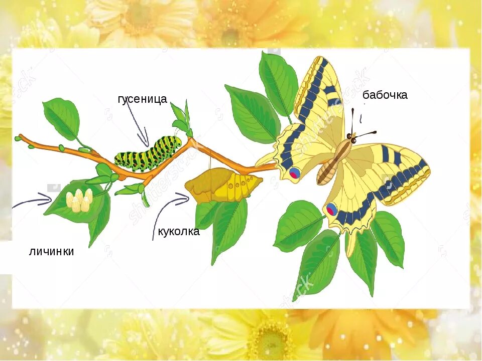 Развитие бабочки схема. Цикл гусеница бабочка. Цикл развития бабочки схема. Схема превращения из гусеницы в бабочку. Цикл превращения гусеницы в бабочку.