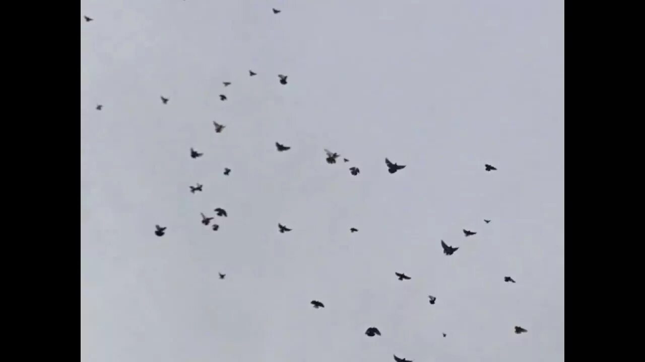 Голуби чернорябые николаевские. Николаевские мастные голуби. Рост голубя. Голуби николаевские торцовые высоколётные. Голубятни дзержинск.