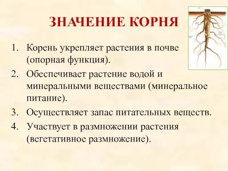 Значение корня для растения. Значение корня для растения 6. Только ли лист кормит растение.