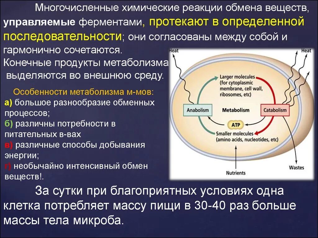 Физиология микроорганизмов. Физиология микробиология. Физиология микроорганизмов микробиология. Физиологические функции микроорганизмов.