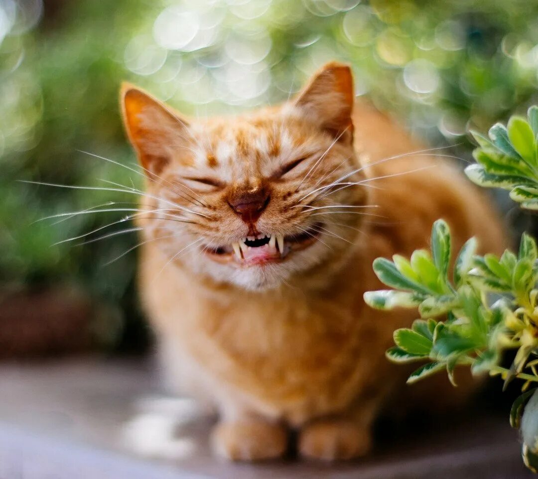 Довольный кот. Довольный кот. Рыжий кот. Радостный кот. Котенок смеется.