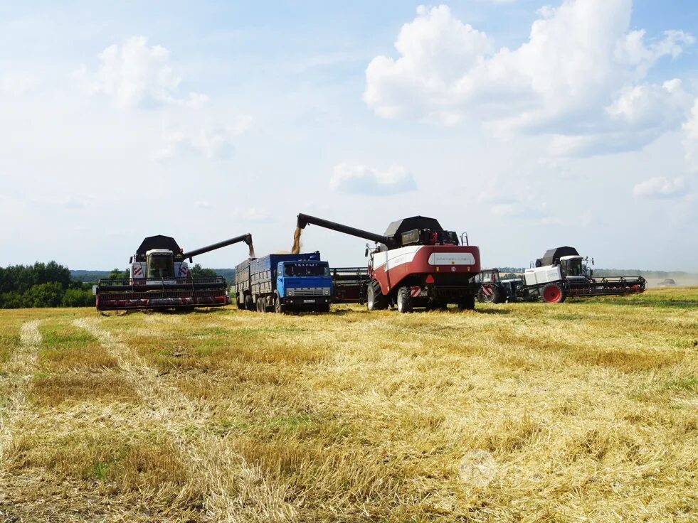 колхозы курской области. тгк2 ужд. казахская сср, кустанайская обл. колхоз "красный партизан", алтайский край. деревня закукобой череповецкий район.