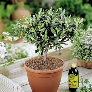 Useful plants