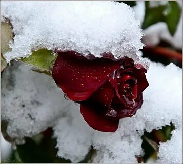 Песня две алые розы на снегу замерзаем