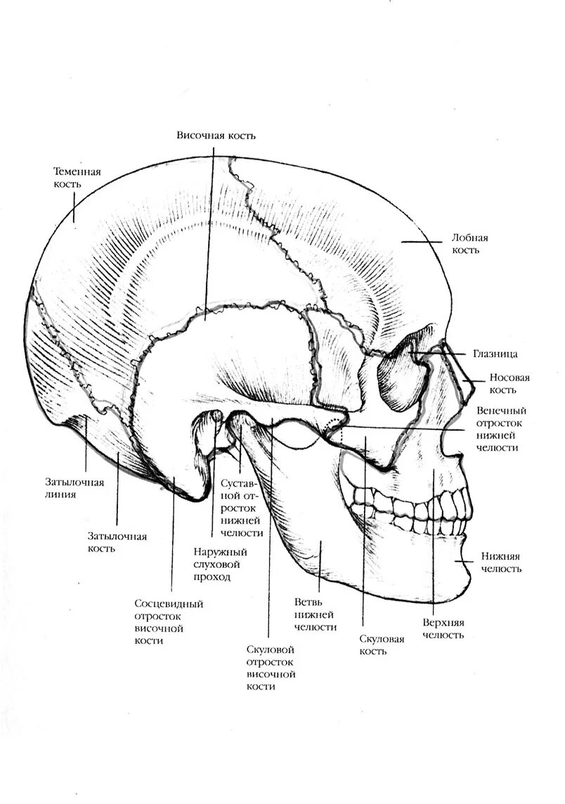 Височная теменная кость. Опорные точки черепа анатомия. Височно скуловой шов черепа. Лобная кость затылочная кость височная кость. Кости черепа человека схема.