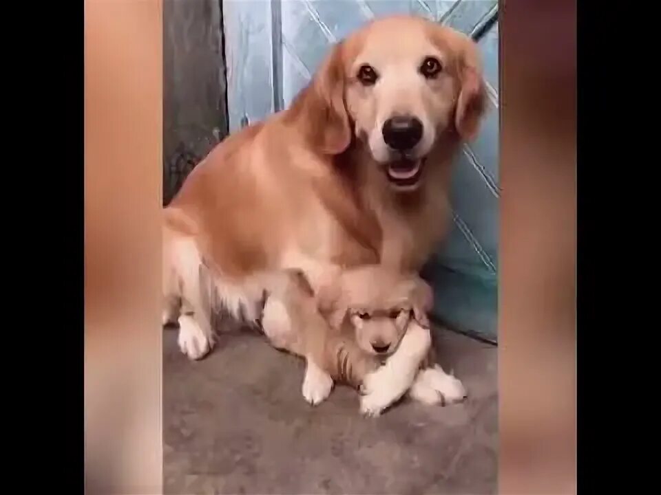 Семейные фотосессии с собакой и детьми. Включи мама и папа и собака. Щенки и их мамы. Собака отец и сынок. Собачий сын.