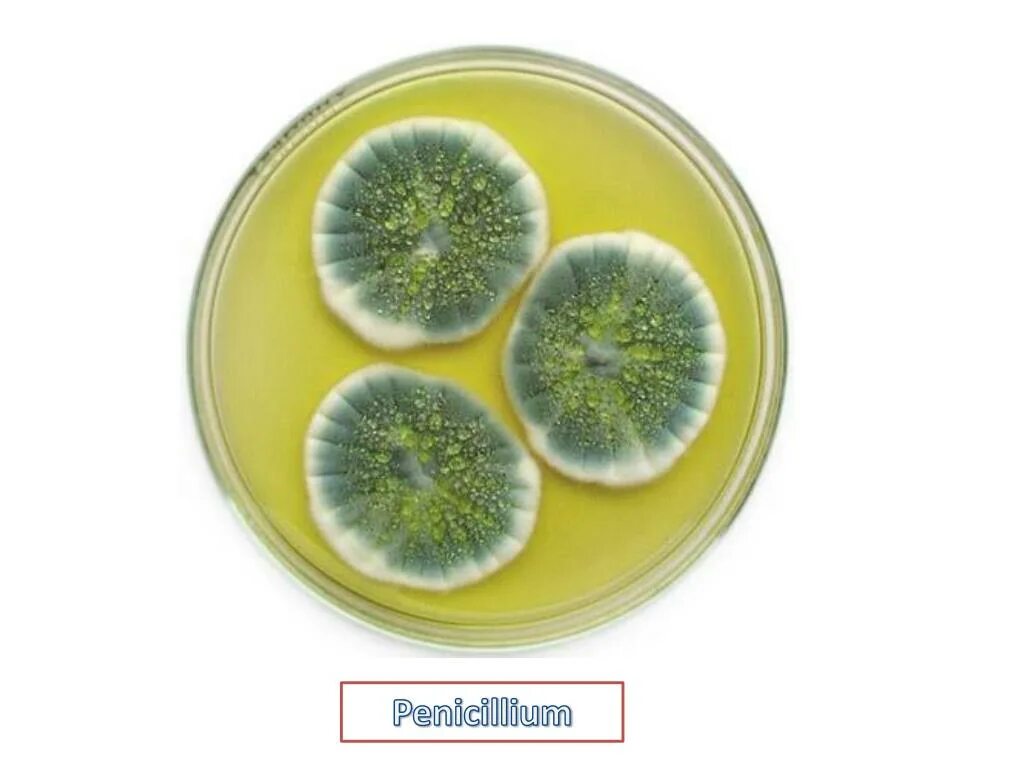 Плесень флеминга. Penicillium notatum пенициллин. Penicillium chrysogenum. Пенициллин в чашке Петри и Флеминг. Плесневые грибы в чашке Петри.