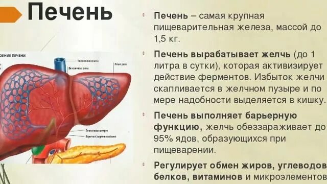 Структура и функции печени. Печень строение и функции. Функции печени анатомия. Строение печени человека кратко.