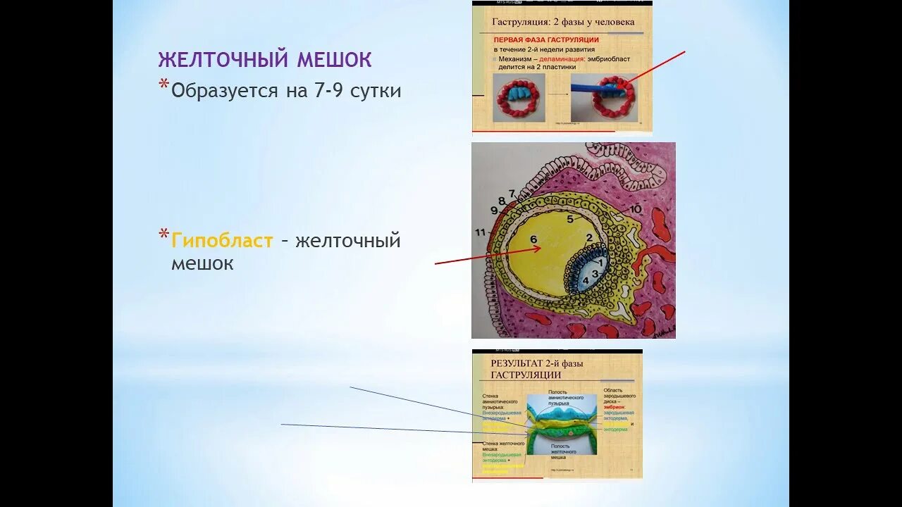 Функции желточного мешка у человека. Строение аллантоиса гистология. строение желточного мешка гистология. желточный мешок гистология. желточный мешок гистология препарат.