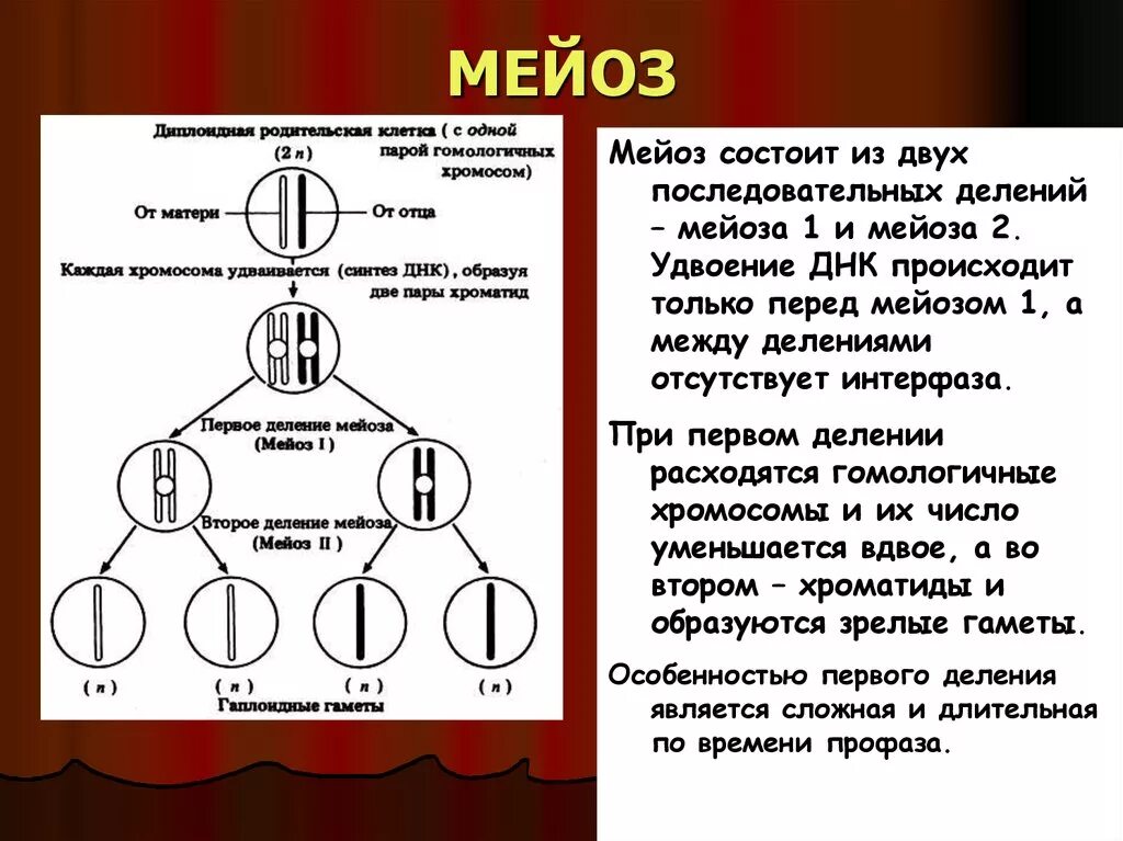 Мейозом делятся споры