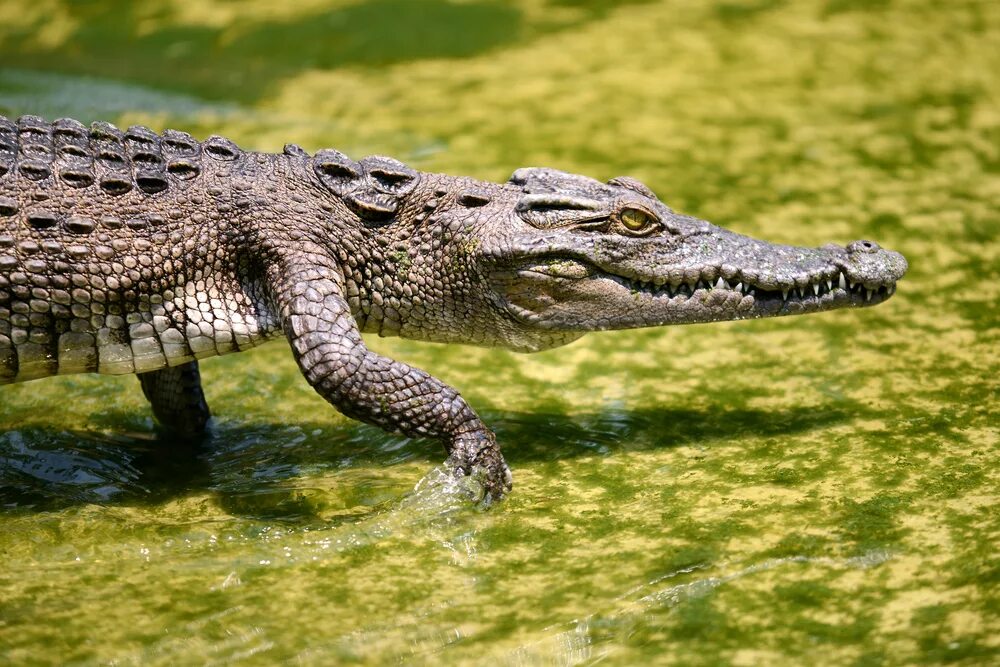 Гребнистый крокодил бег. Аллигатор бежит. Крокодил бегает.