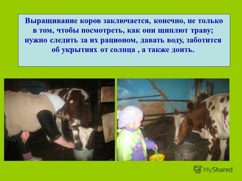 какая профессия выращивает корову. профессии людей которые выращивают животных. цель разведение крс. напиши люди каких профессий выращивают этих животных. кто выращивает овец и коров.