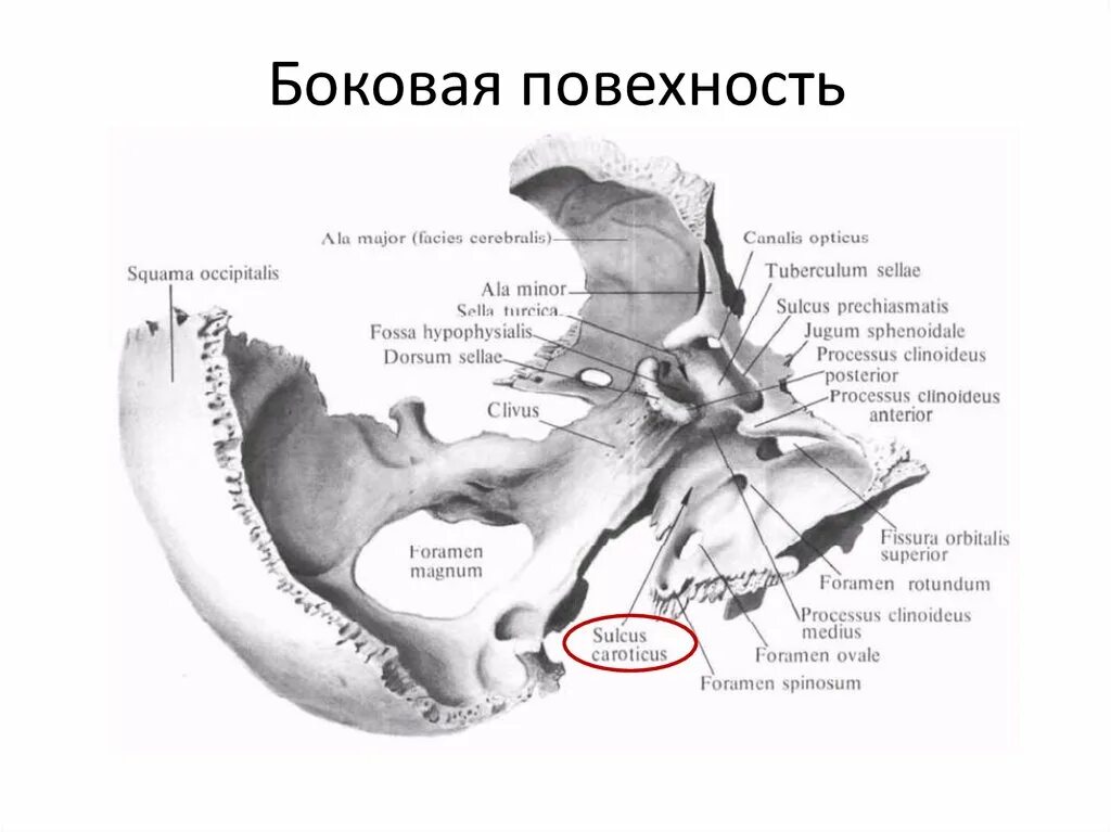 Турецкие седло кость. Гипофизарная ямка клиновидной кости. Клиновидная кость анатомия Синельников. Sella Turcica на клиновидной кости. Клиновидная кость строение анатомия атлас.