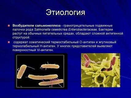 Сибирская коллекция сальмонеллы