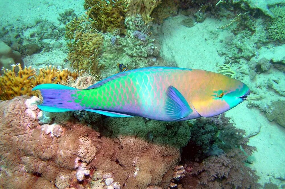 Polaris parrotfish