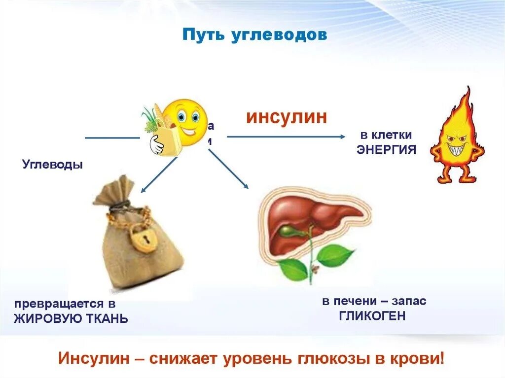 Печень расщепляет углеводы. Инсулин и углеводы. Сложные углеводы и инсулин. Инсулин превращается в жир. Сахар и инсулин в крови.