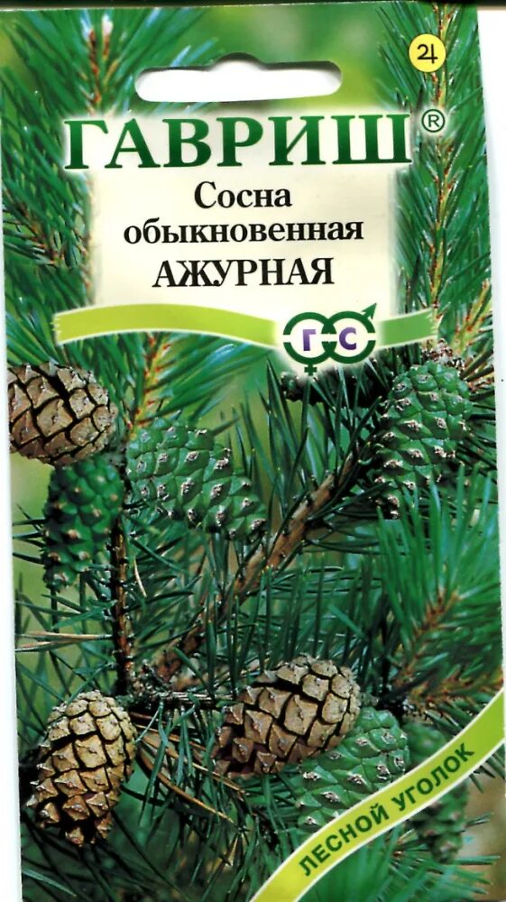 Купить семена хвойных. Гавриш сосна Бунге. Сосна "Гавриш" ажурная. Гавриш сосна обыкновенная ажурная* 0,2 г, шт. Семена Гавриш Лесной уголок сосна Бунге 3 шт..