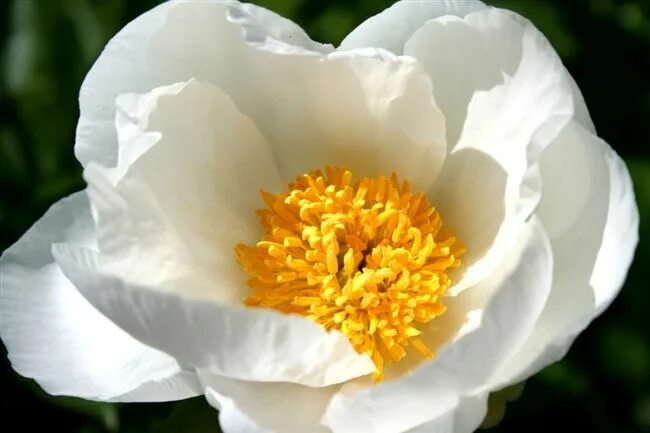Large flower white peony free image - № 32654