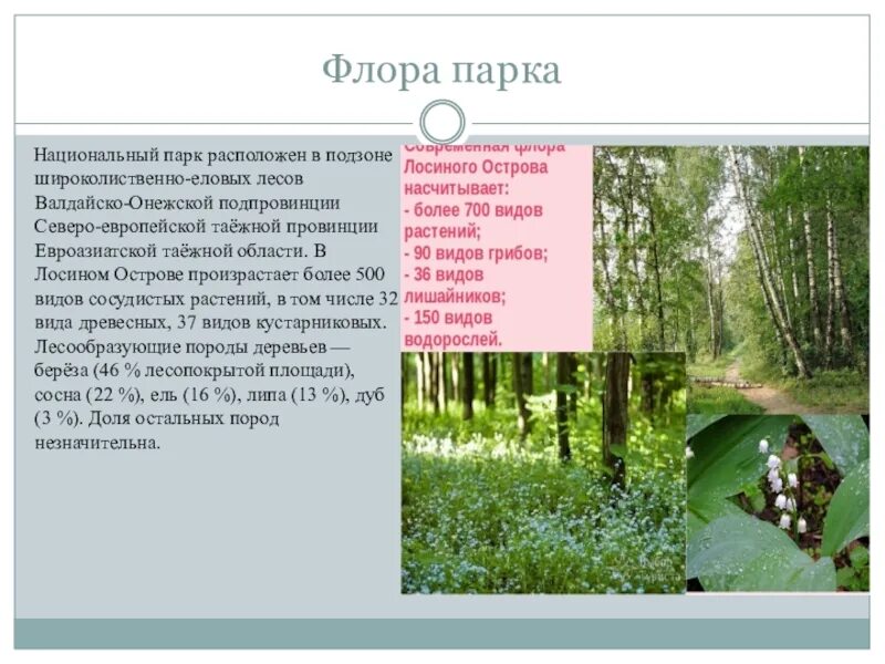 Лосиный остров один из первых национальных егэ. Заповедник лосиный остров растения. растительность парка лосиный остров.