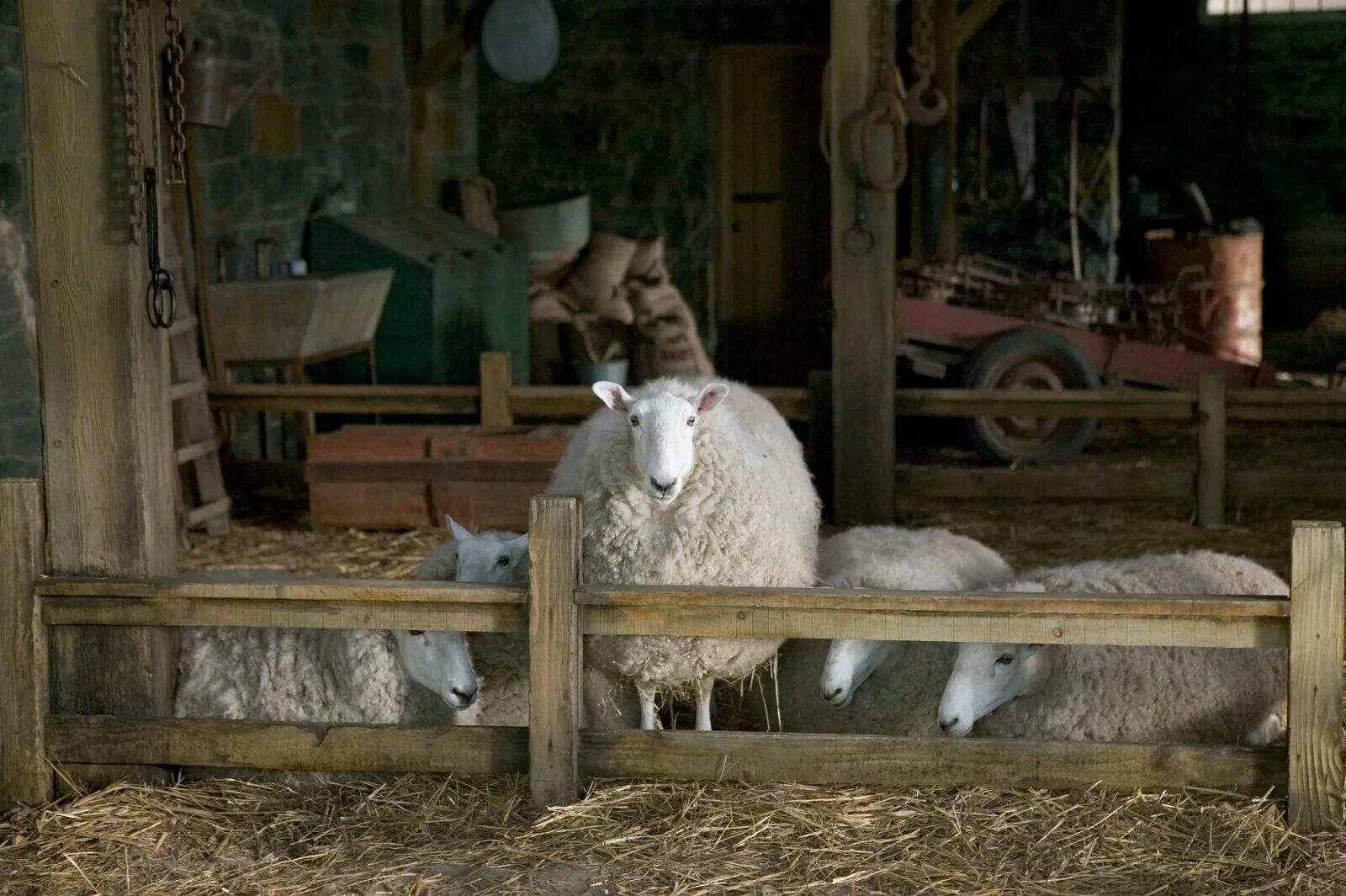 дакота фаннинг 2006. дакота фаннинг паутина шарлотты. паутина шарлотты 2006. дакота фаннинг паутина шарлотты. дакота фаннинг паутина шарлотты.