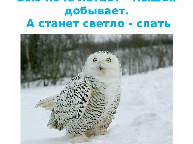Спи спи улетай