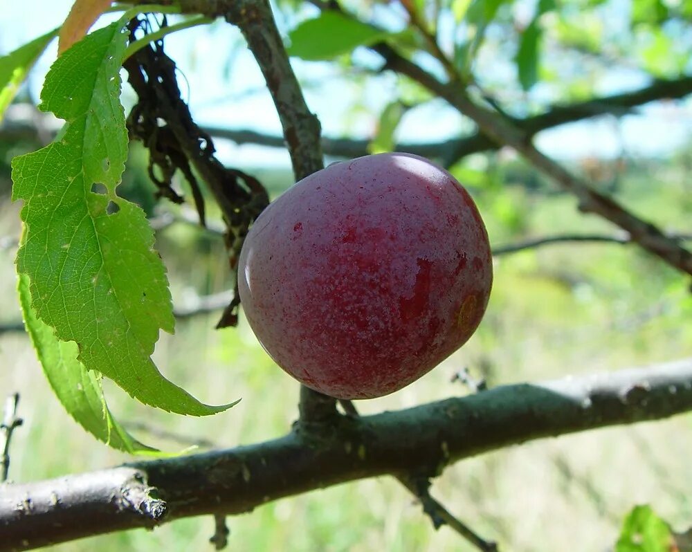 Слива нигра описание сорта. Слива растопыренная Pissardii. Prunus nigra. Слива узюк. Слива слива узюк.