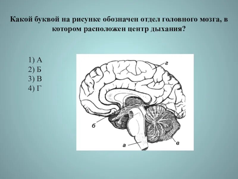 Расположен отделов головного мозга. Дыхательный отдел в головном мозге. Рефлекторные центры отделов головного мозга. Отделы головного мозга рисунок.
