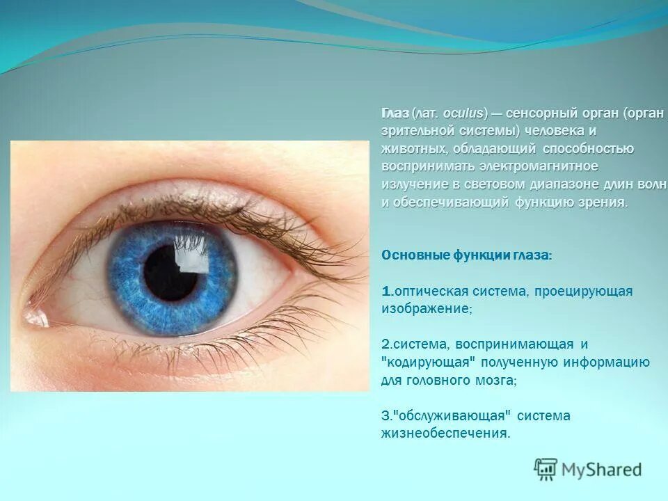 основные функции глаза. характеристика функций зрения. функции зрительного анализатора кратко. характеристика функций зрения. основные функции органа зрения.