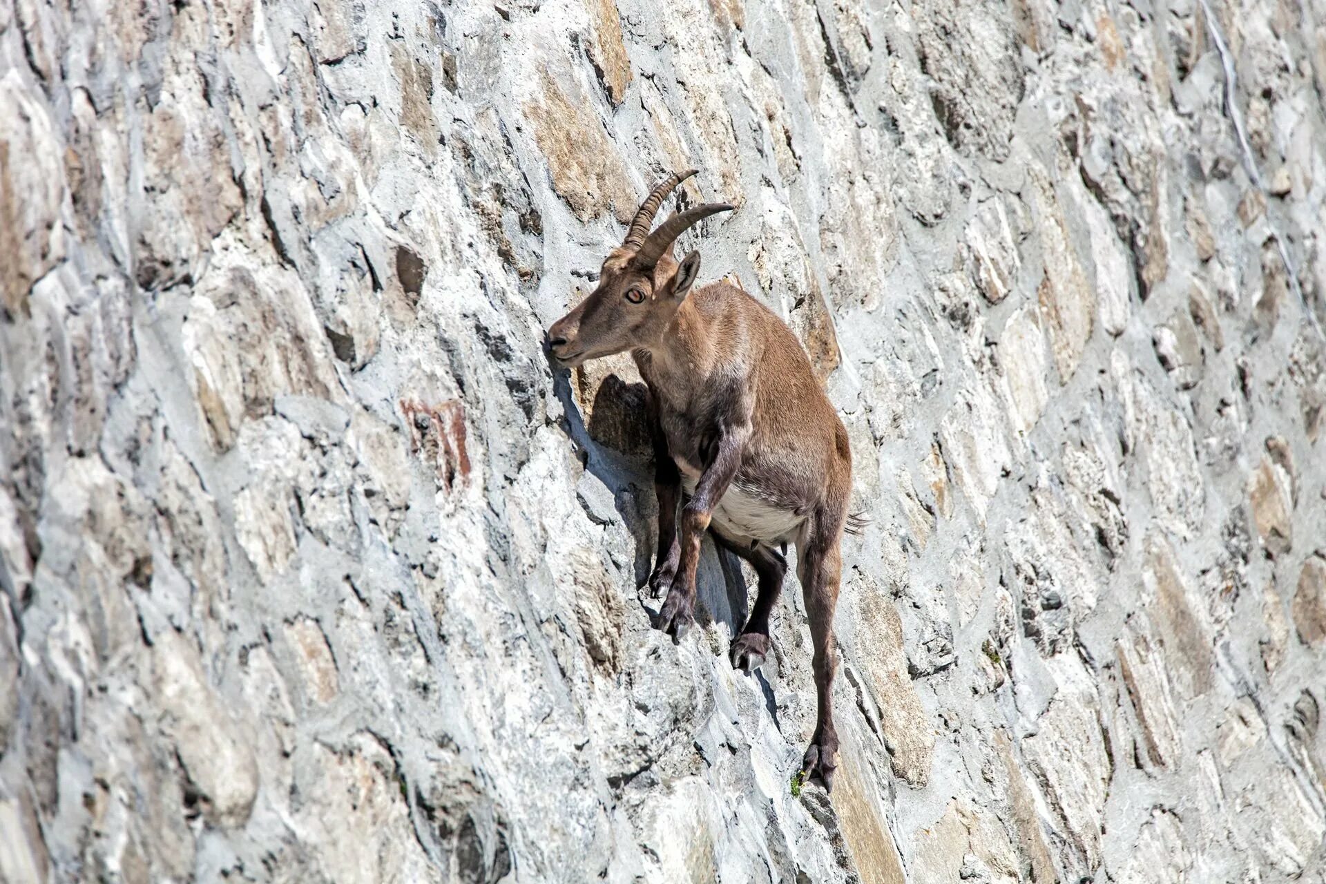 Горный козел в горах отвесных. Альпийский горный козел Ибекс. Альпийские Ибексы коза. Горные козы на отвесных скалах. Дикие козы рассыпавшись по откосу