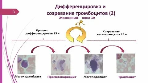 Дифференцировка тканей зародыша