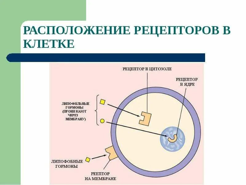 Местоположение клетки