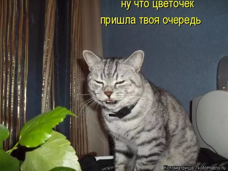 Твое лицо когда ты. Я пришел на твое. А котенок рассердился поцарапал. Скоро придет твое время. Однажды я приеду на твою свадьбу.
