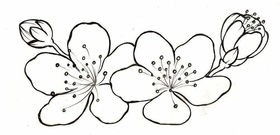 Трафарет яблоневый цвет. Шаблоны для рисования цветов. трафареты цветов для рисования. контуры цветов для рисования. цветок яблони раскраска.