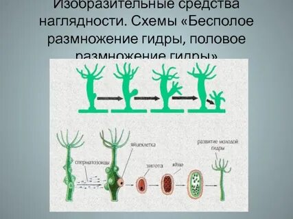 Почему почкование гидры считают бесполым размножением