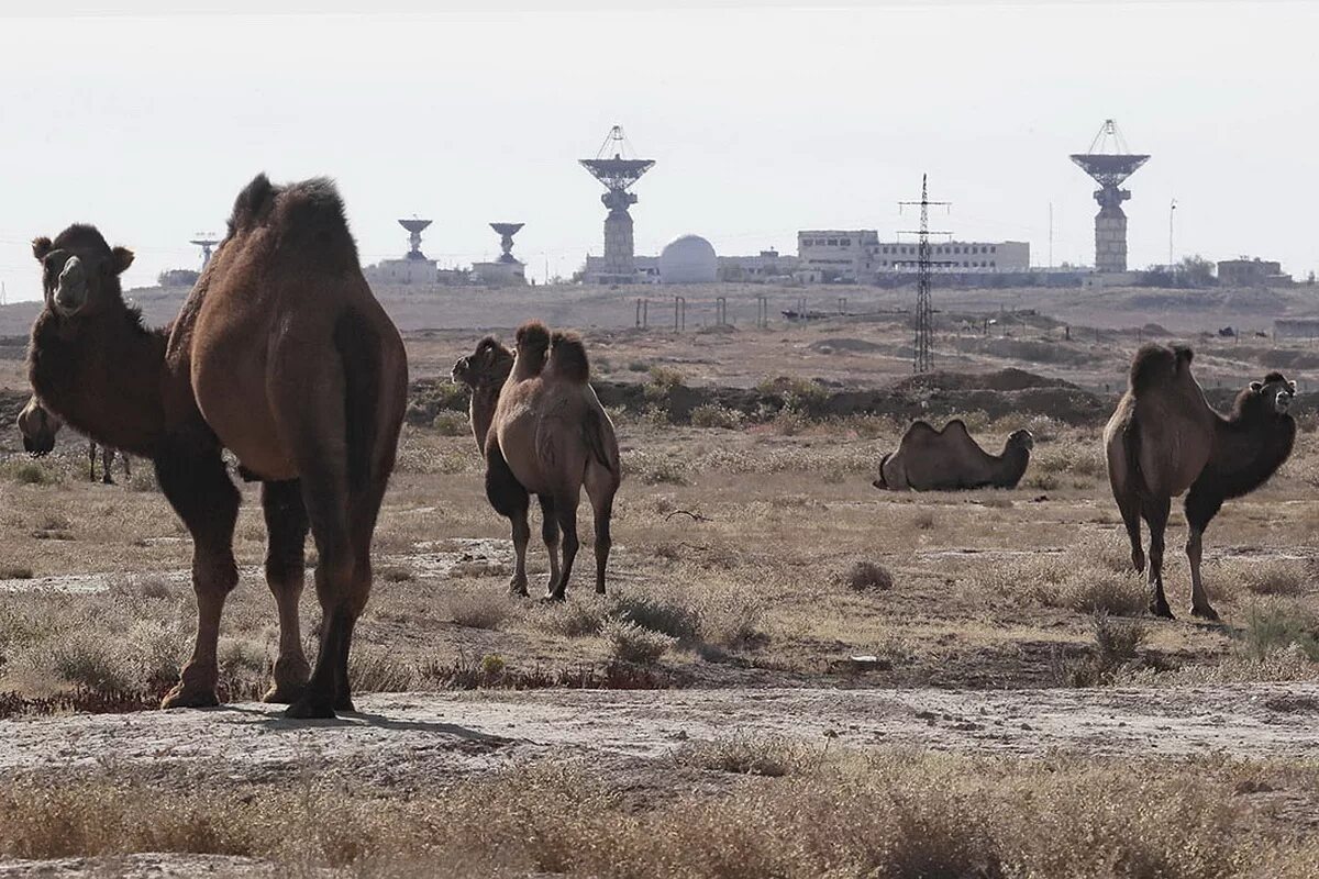 байконур верблюды. верблюды на байконуре. байконур верблюды. город байконур казахстан. картинки про байконур степи верблюды.
