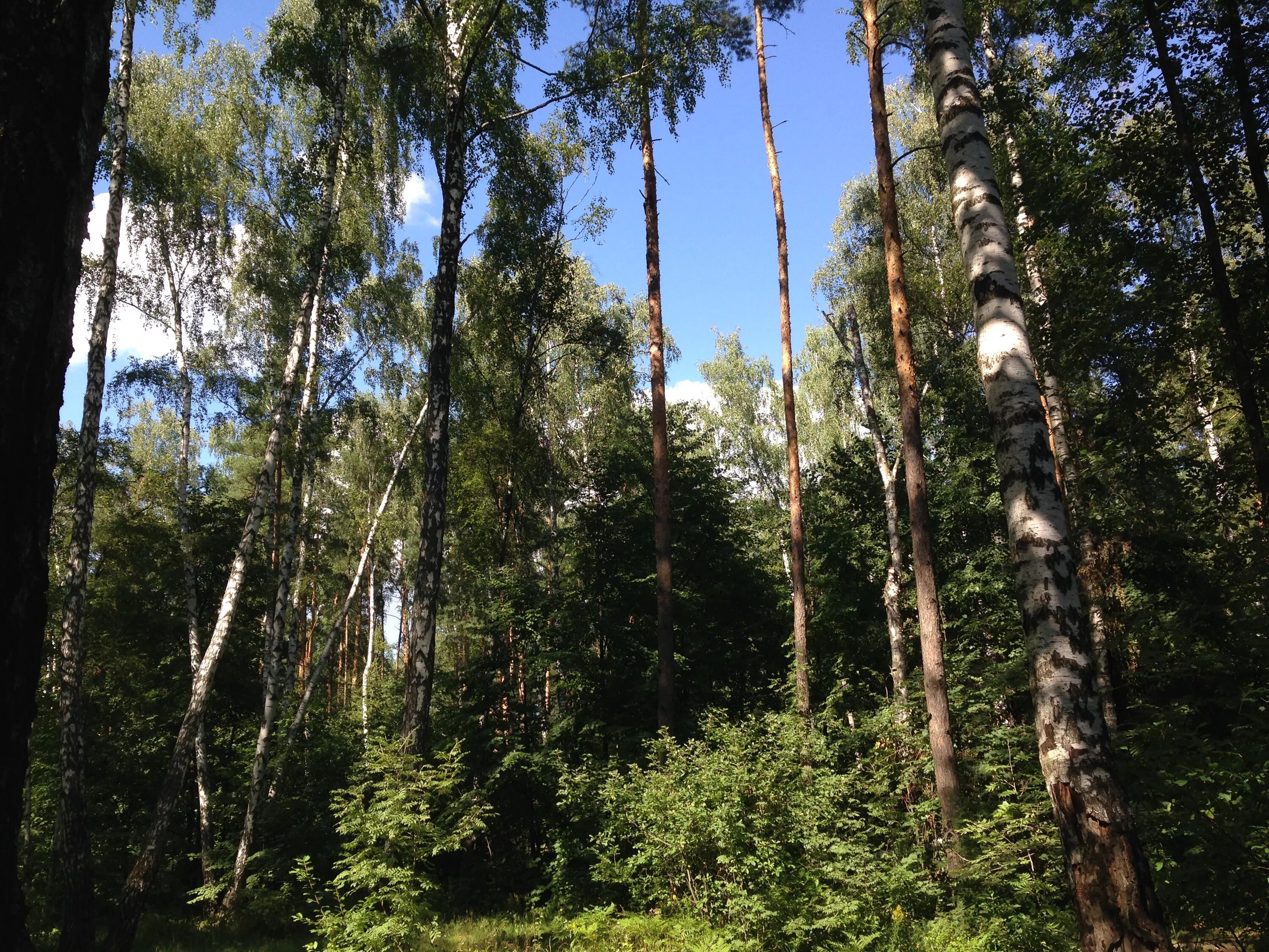 Также лесных