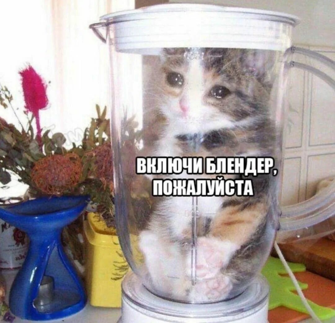 Cat in the blender. Кот в блендере. Кот в блендере Мем. Котенок в блендере. Включи блендер умоляю.