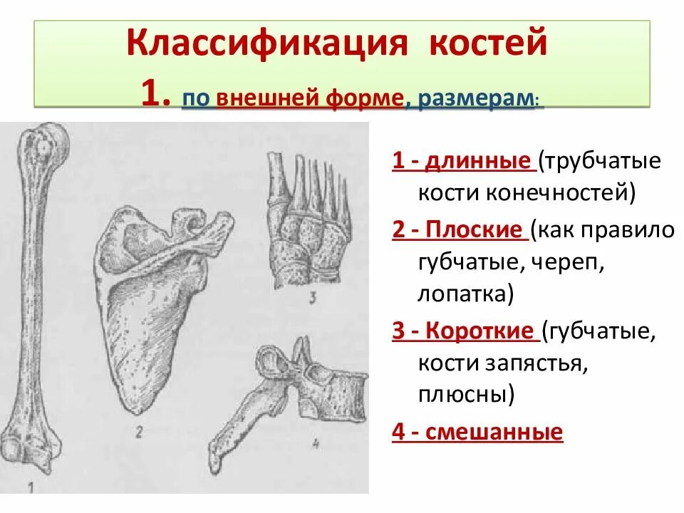 3 губчатые кости. Кости трубчатые губчатые плоские смешанные. Губчатые кости классификация. Классификация костей человека. Классификация костей трубчатые.