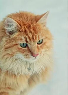 Сибирский рыжий кот