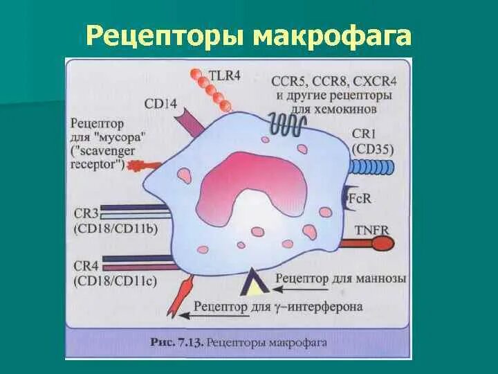 Рецепторы на мембране фагоцитов. Рецепторы макрофагов. Рецепторы на поверхности макрофагов. Рецептор макрофага схема.