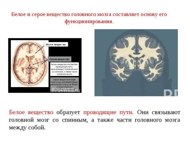 Выделения серого вещества. Головной мозг строение бело и серое вещество анатомия. Функции головного мозга белое вещество серое вещество. Строение серого вещества головного мозга. Головной мозг строение серое и белое вещество.