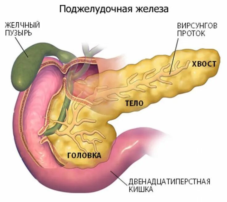 Желчный пузырь селезенка орган. Анатомия поджелудочная железа расположение. Строение головки поджелудочной железы. Проток поджелудочной железы и желчный проток. Желчный пузырь и поджелудочная железа.