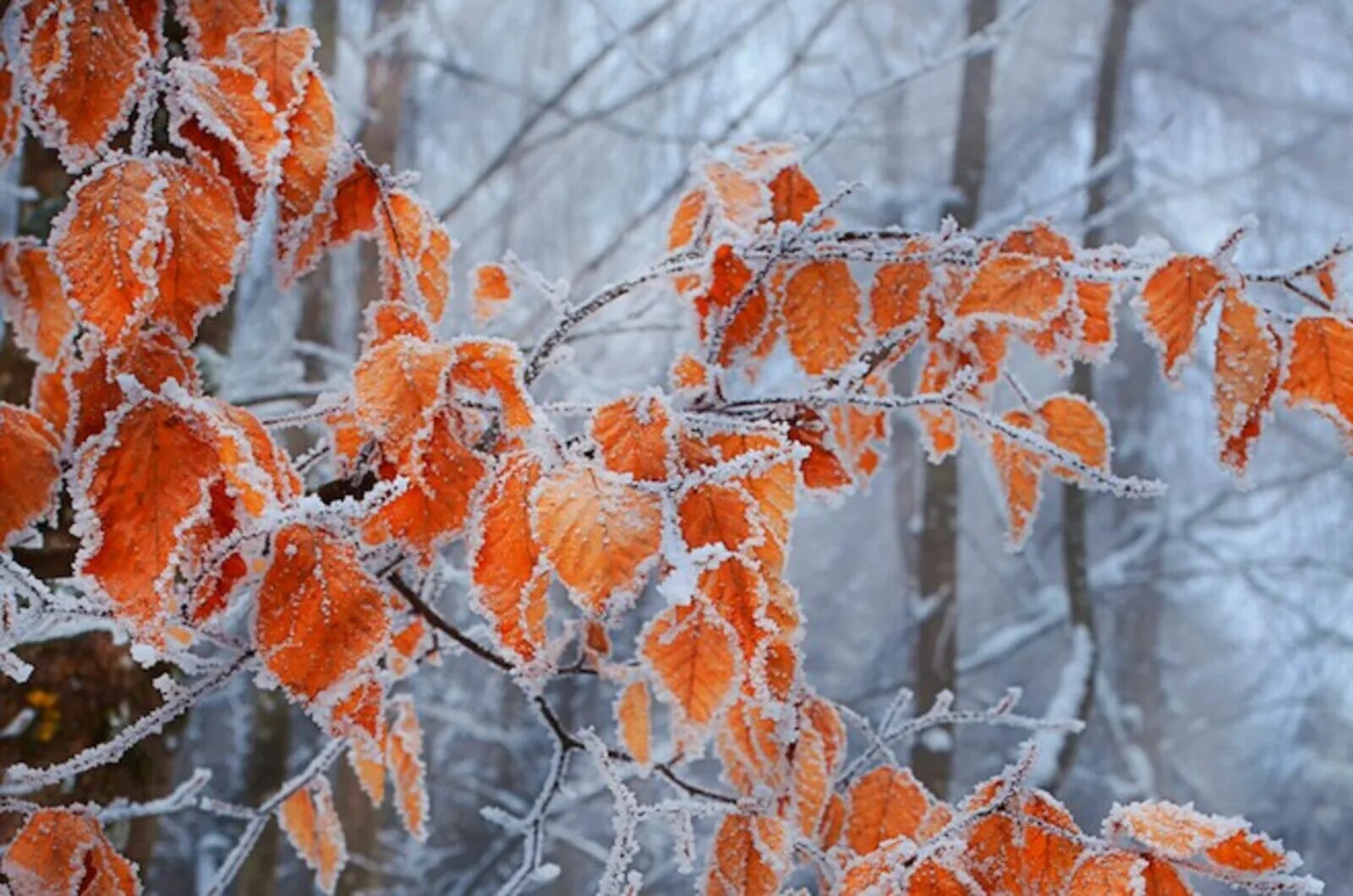 Цветная вьюга листопада предзимья пышный карнавал. Предзимье картины. Осень снег. Цветная вьюга листопада предзимья пышный карнавал. Осень первый снег.