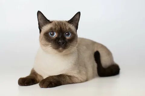 Сиамско тайская кошка фото