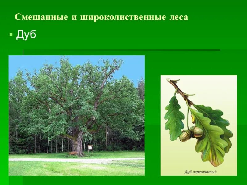 Какие деревья составляют основу широколиственных лесов