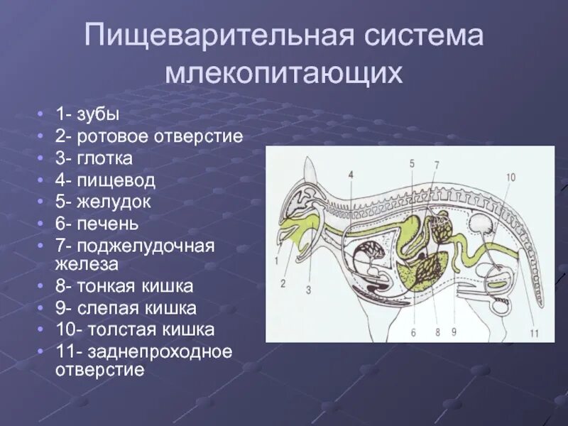 Ротовое отверстие глотка. Пищеварительный тракт млекопитающих схема. Внутреннее строение млекопитающих 7 класс пищеварительная система. Пищеварительная система млекопитающих схема биология 7 класс. Пищеварение млекопитающих, биология 7 класс.