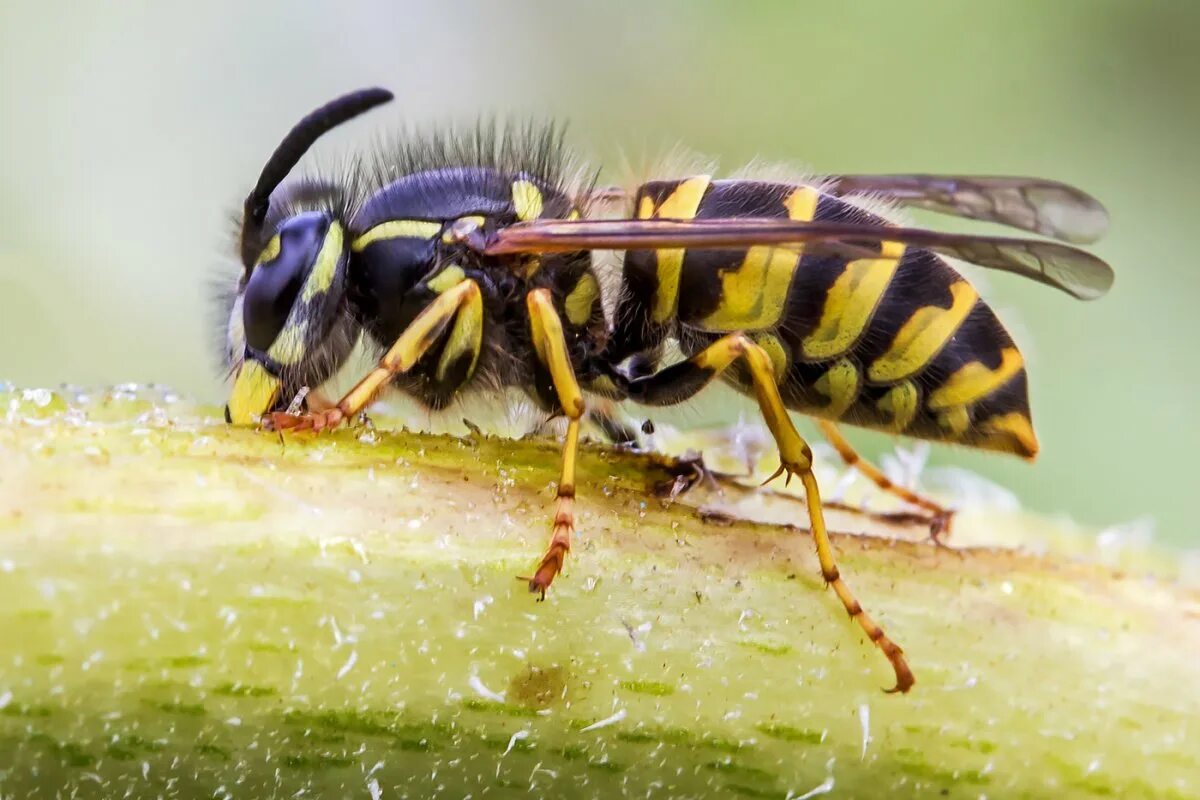 Ослиная оса. Оса эвмена. Оса entomognathus brevis. Асы осы. Земляной шершень.